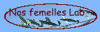 Femelles Lab