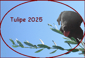 Tulipe 2025