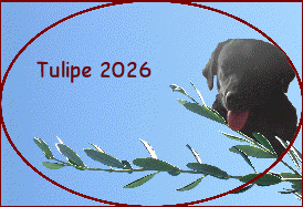 Tulipe 2026