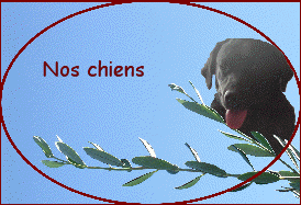 Nos chiens