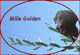 Mle Golden