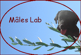 Mles Lab