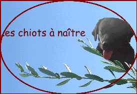 Les chiots  natre