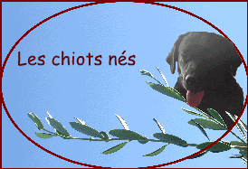 Les chiots ns