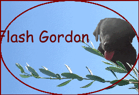 Flash Gordon