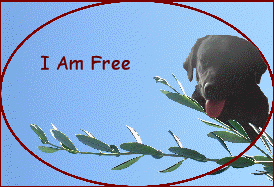 I Am Free