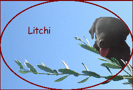 Litchi