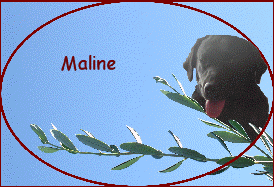  Maline