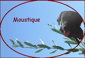 Moustique