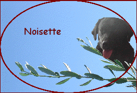 Noisette