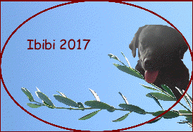 Bibi 2017