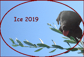 Ice 2019