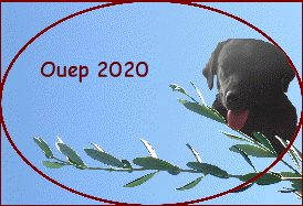 Ouep 2020