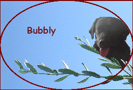 Bubbly