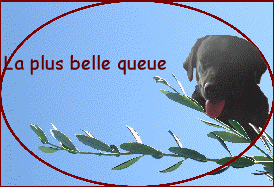 La plus belle queue