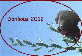 Dahlious 2012