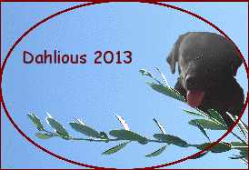 Dahlious 2013